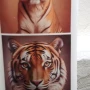 Foto 1:  Adesivos Studio Souza